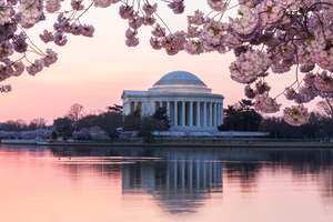 Pink colors of Cherry Blossom and Jefferson Memorial at sunrise