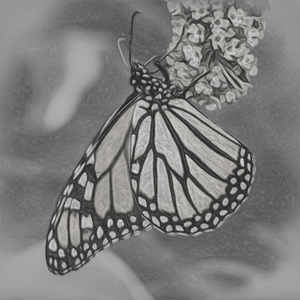 Pencil sketch of Monarch butterfly feeding