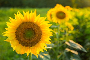 Sunflowers in early evening as sun sets