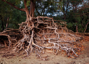 Storm erosion on tree roots at Kee beach
