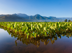 Hanalei Valley taro plants in Kauai