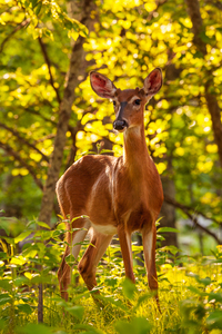 White tailed deer feeds at Big Meadow