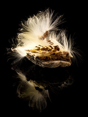 Macro photo of swamp milkweed seed pod