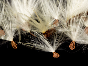 Macro photo of swamp milkweed seed pod