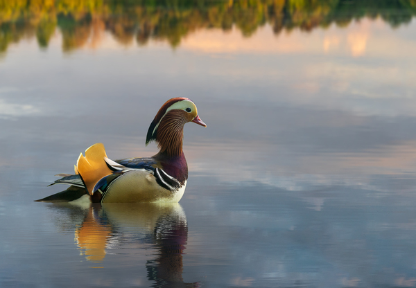 Mandarin duck floats on Ellesmere Mere to a clear reflection of  by Steve Heap