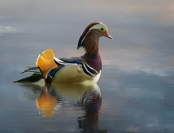 Mandarin duck floats on Ellesmere Mere to a clear reflection of  by Steve Heap