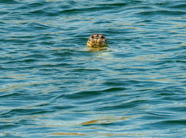 Small harbor seal in waters off Anacortes looking plaintively at Print