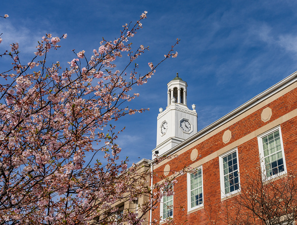 Cherry blossoms frame the facade of the Delaware City Hall in Oh by Steve Heap