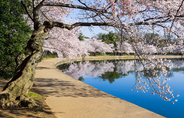 Pathway around the tidal basin during Cherry Blossom Festival by Steve Heap
