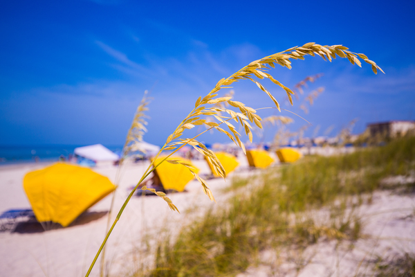Madiera Beach and sea oats in Florida by Steve Heap