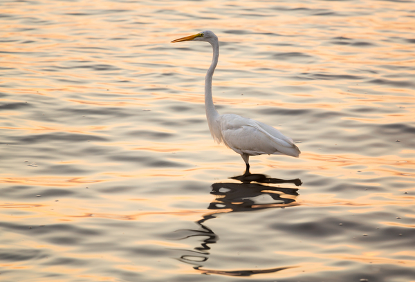 Great white egret in the sea off Tampa in Gulf by Steve Heap