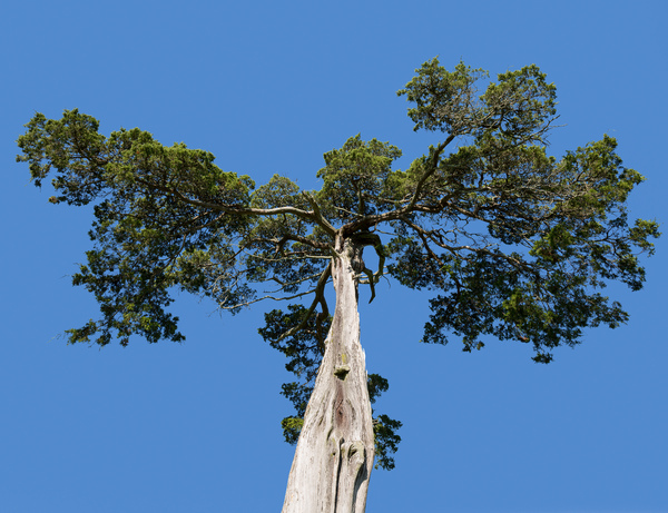 Old Cedar tree at Appomattox National Park by Steve Heap