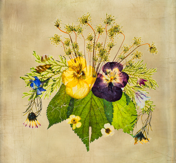 Arrangement of dried pressed flowers by Steve Heap