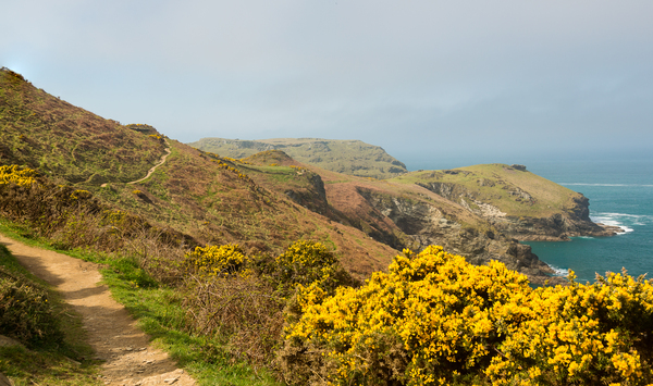 South West coast path near Tintagel Cornwall by Steve Heap