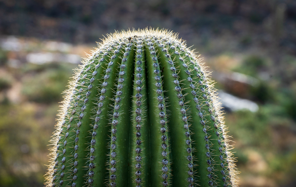 Ouch - close up of top of saguaro cactus by Steve Heap