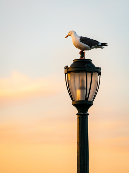 Seagull on a cast iron street lamp at dusk by Steve Heap