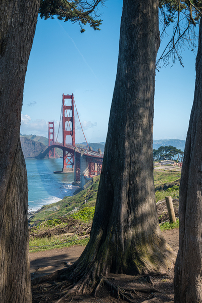 Golden Gate Bridge and tree trunks by Steve Heap