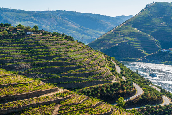 Rows of grape vines in Quinta do Seixo by the Duoro by Steve Heap