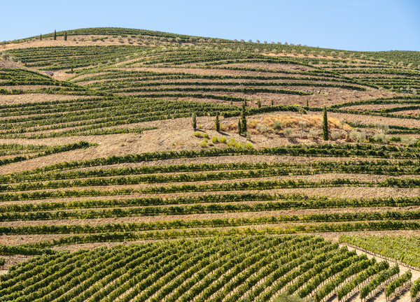 Terraced rows of vines by river Douro in Portugal by Steve Heap