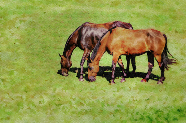 Digital water color of two brown horses by Steve Heap