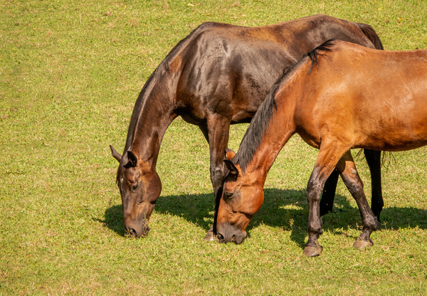Two brown horses grazing in a meadow by Steve Heap