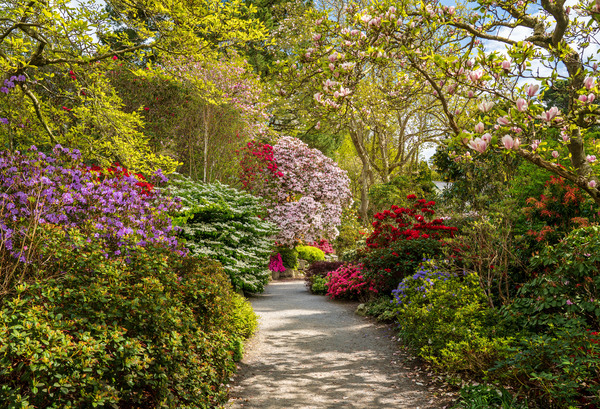 Azaleas and Rhododendron trees surround pathway in spring by Steve Heap