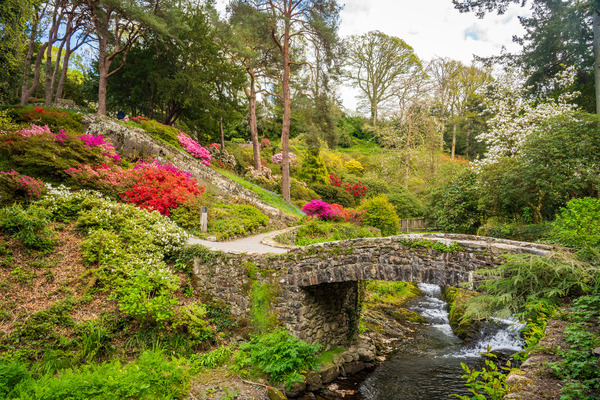 Azaleas and Rhododendron trees surround stream in spring by Steve Heap