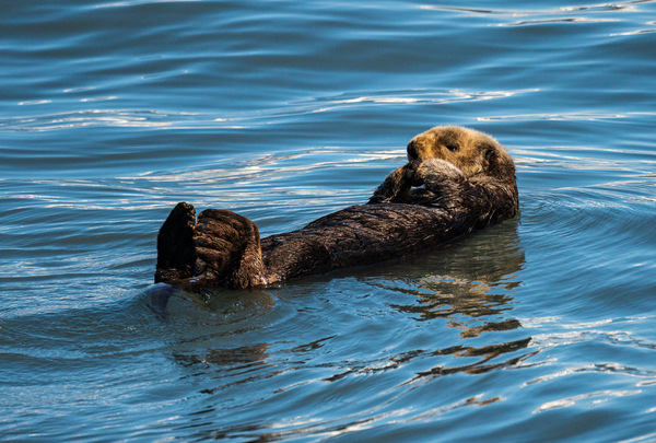 Sea Otter floating in Resurrection Bay near Seward by Steve Heap