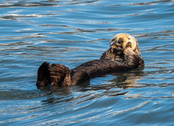Sea Otter floating in Resurrection Bay near Seward by Steve Heap