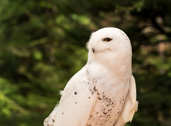 Close up of Snowy Owl against green rainforest by Steve Heap