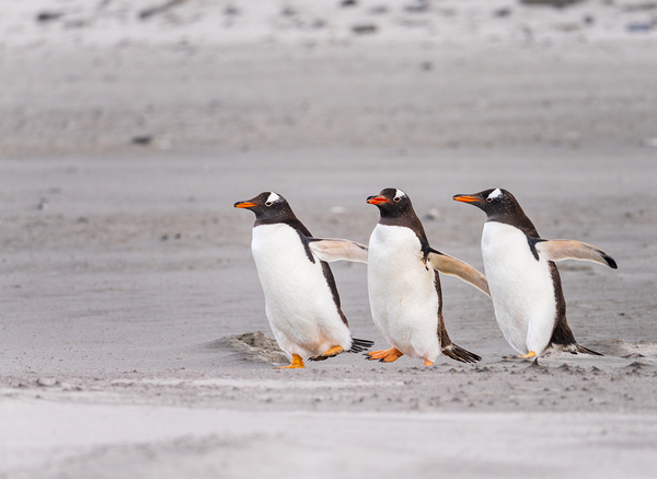 Three Gentoo penguins at Bluff Cove  running on sandy beach by Steve Heap