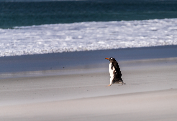 Single Gentoo penguin on Falklands walking to ocean by Steve Heap