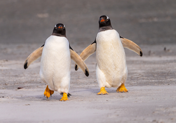 Two Gentoo penguins at Bluff Cove on Falklands walking to ocean by Steve Heap