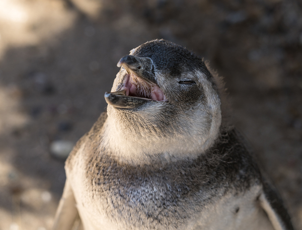 Single magellanic penguin chick showing papillae in mouth by Steve Heap