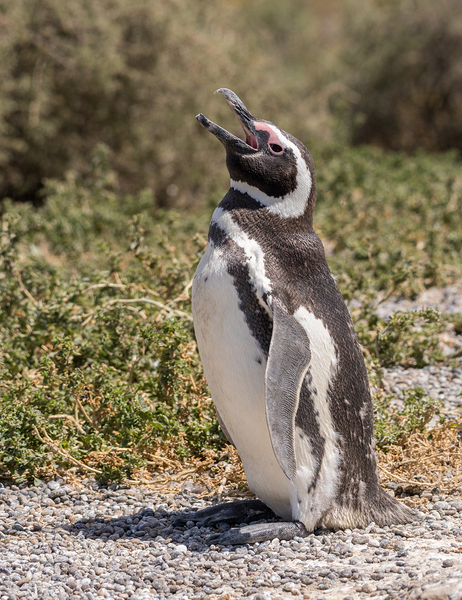 Single magellanic penguin making a call in Punta Tombo by Steve Heap