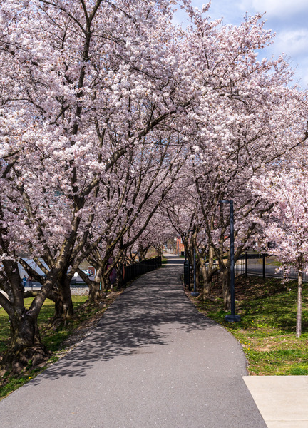 Cherry blossoms over walking trail  by the river in Morgantown W by Steve Heap