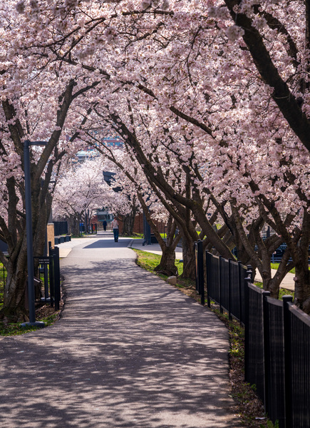 Cherry blossoms over walking trail  by the river in Morgantown W by Steve Heap