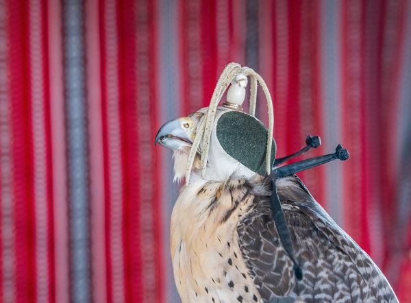 Falcon indoors wearing a leather cap with straps around its neck by Steve Heap