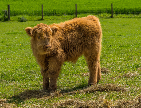 Young male highland calf in meadow facing the camera by Steve Heap