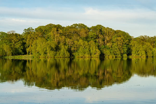 View across the Mere to a reflection of distant trees in Ellesme by Steve Heap