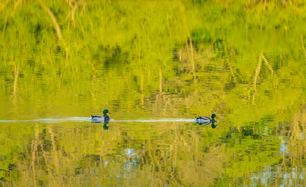 Two ducks floating through reflection of sunlit trees by Steve Heap