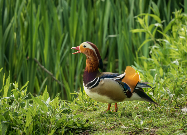 Mandarin Duck on the lakeshore at the Mere in Ellesmere  by Steve Heap
