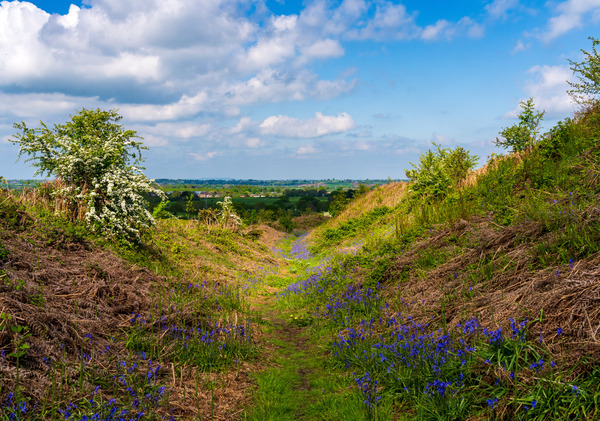Bluebells by the path on Old Oswestry hill fort in Shropshire by Steve Heap