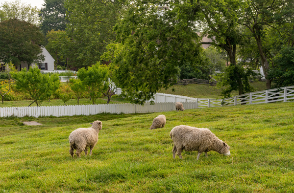 Sheep grazing in meadow in Williamsburg Virginia by Steve Heap