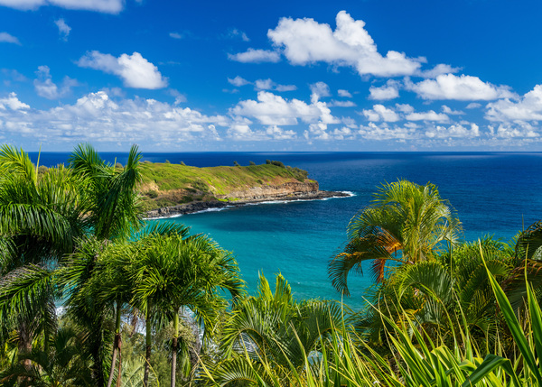 Mokolea point and Kahili beach framed by palm trees Kauai by Steve Heap