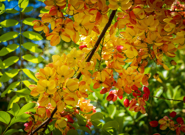 Gorgeous rainbow shower tree blossoms in Hawaii by Steve Heap