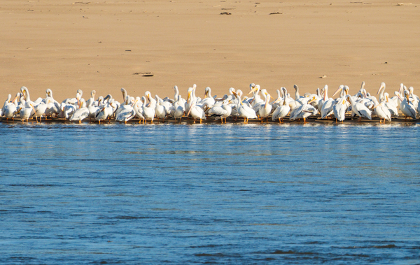 Flock of American white pelicans grouped on sandbank of Mississi by Steve Heap