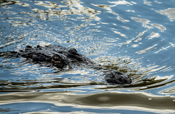 American alligator approaching across calm waters of Atchafalaya by Steve Heap