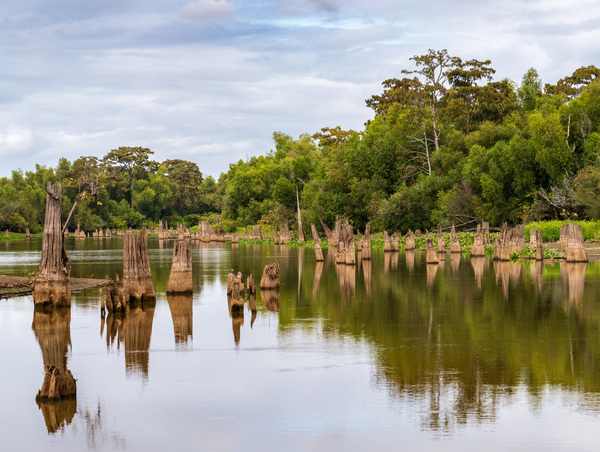 Stumps of bald cypress trees rise out of water in Atchafalaya ba by Steve Heap
