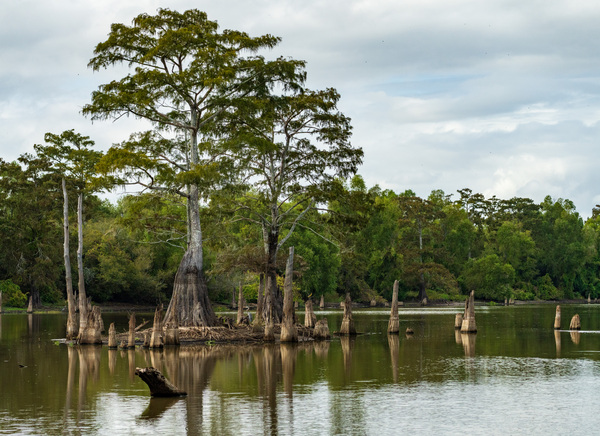 Large bald cypress trees rise out of water in Atchafalaya basin by Steve Heap